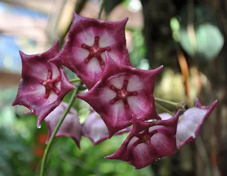 orchidea rara