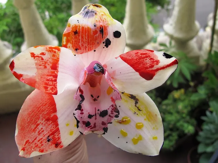 orchidee rare