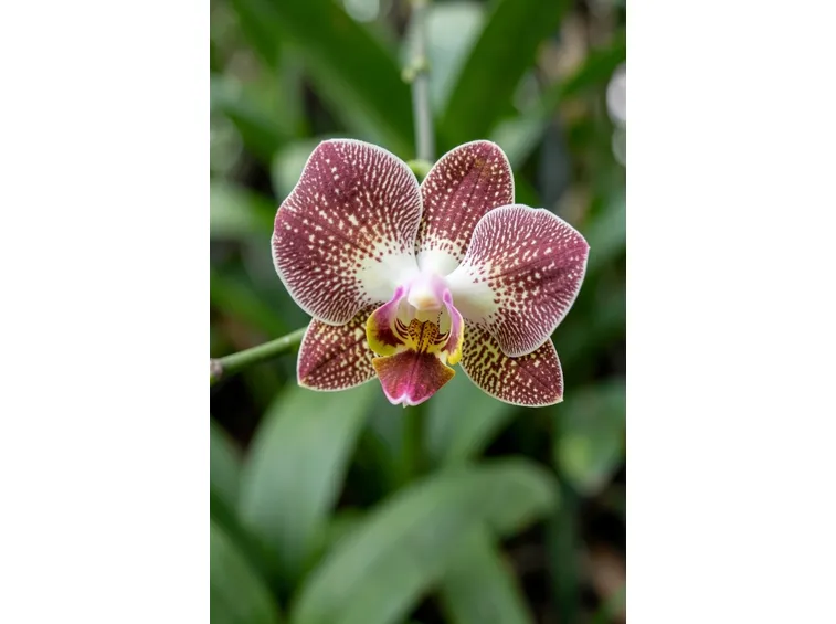 fiori orchidea vanda