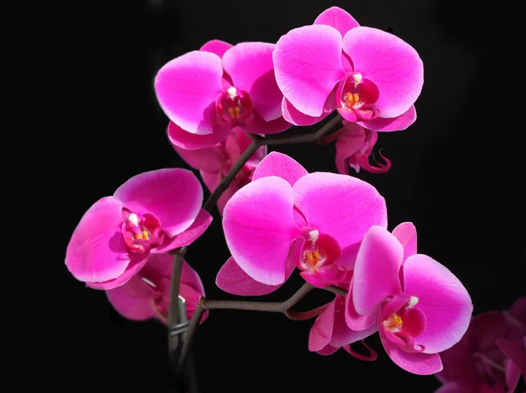 Dettaglio infiorescenza Phalaenopsis.