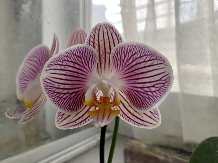 phalaenopsis