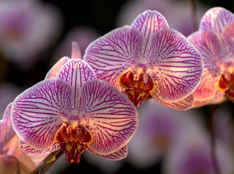 fiori phalaenopsis
