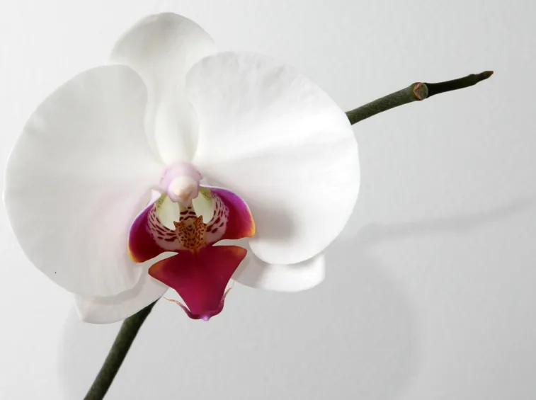 fiore phalaenopsis
