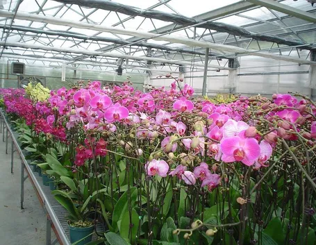 serra orchidee