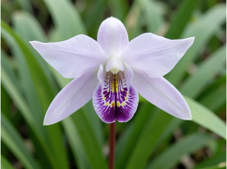 Orchidea fiore