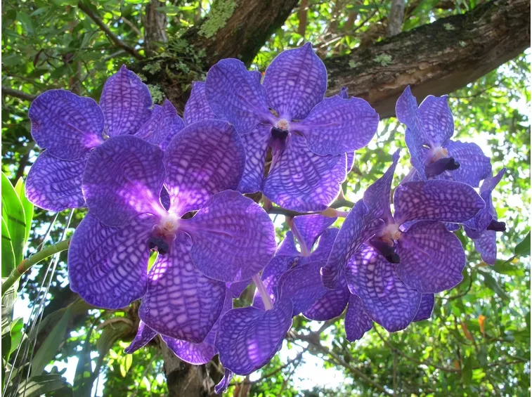 Vanda