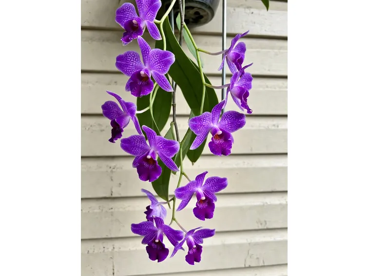 Vanda
