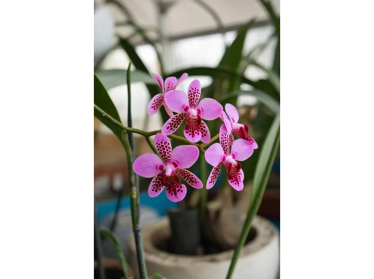 orchidea vanda