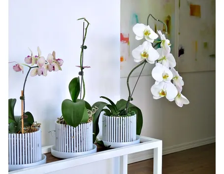 Phalaenopsis stuartiana
