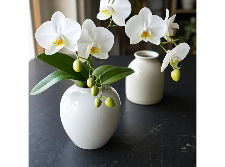 Phalaenopsis gigantea