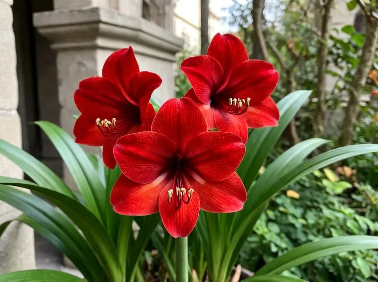 Hippeastrum rosso