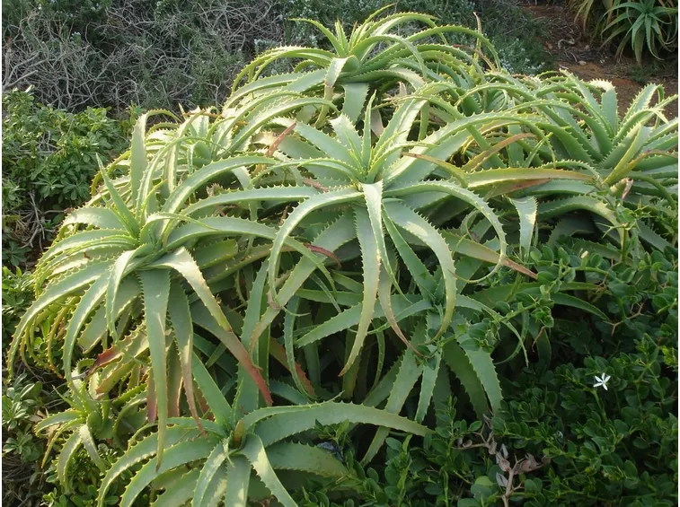 Aloe arborescens