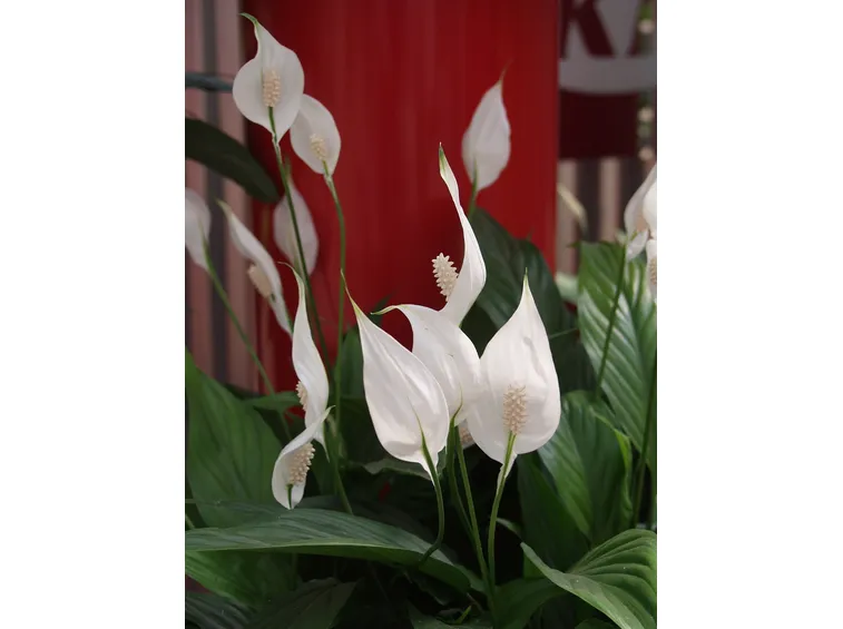 Piantine di anthurium
