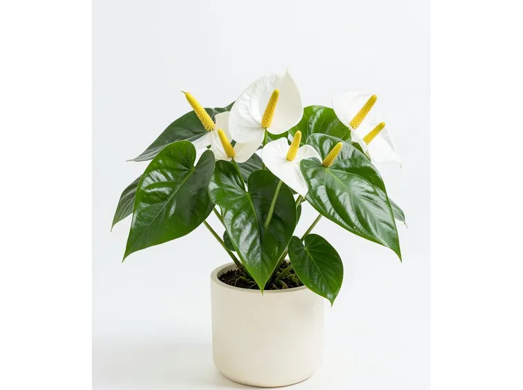 Varietà di Anthurium bianco