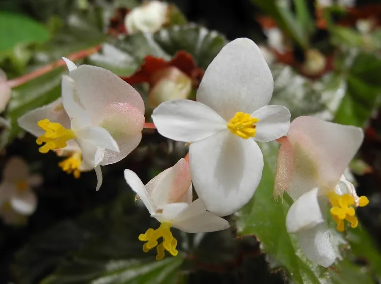 begonia