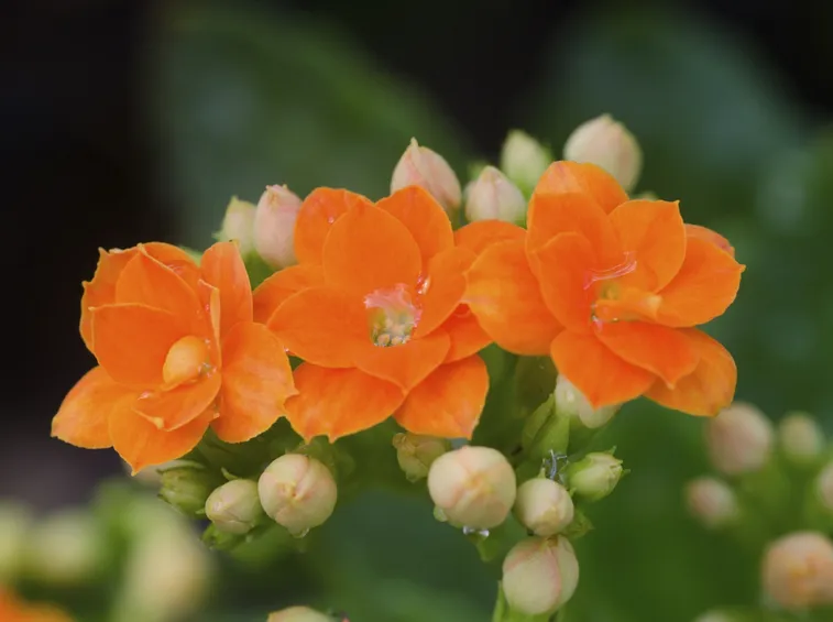Kalanchoe