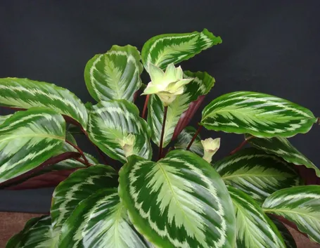 Pianta di calathea