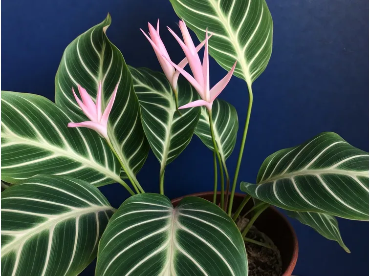 Pianta di calathea fiorita