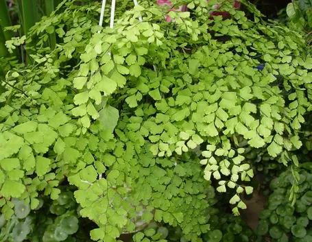Capelvenere in natura