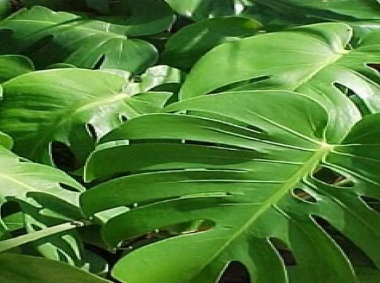 Philodendron Pertusum
