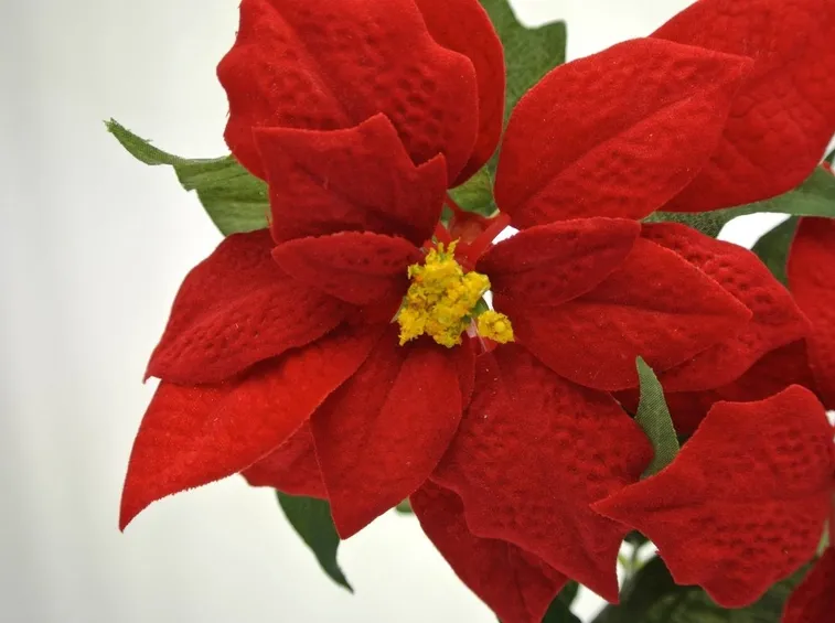 Fiore della Stella di Natale