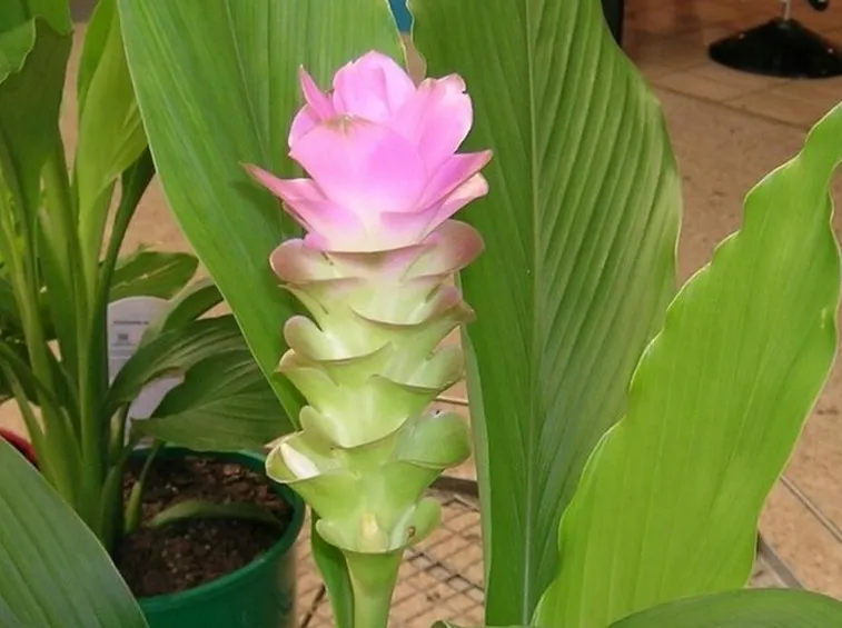 Pianta curcuma