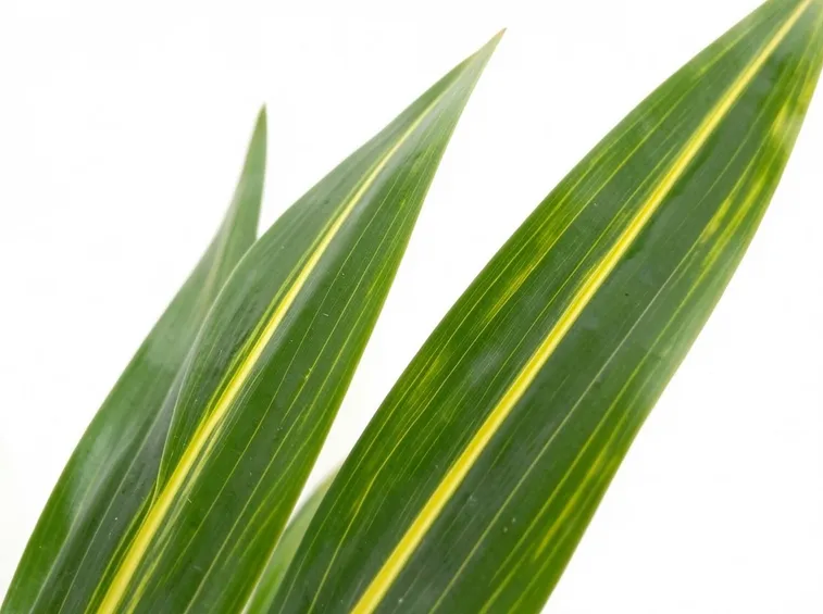 Particolare di una foglia di dracena