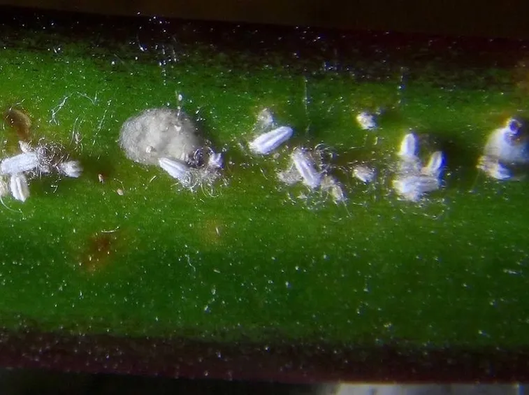 Cocciniglia su foglia di dracena marginata