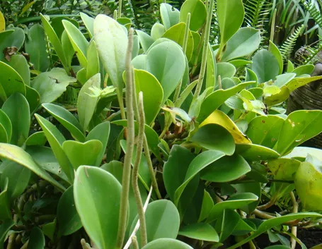 Ficus elastica pianta
