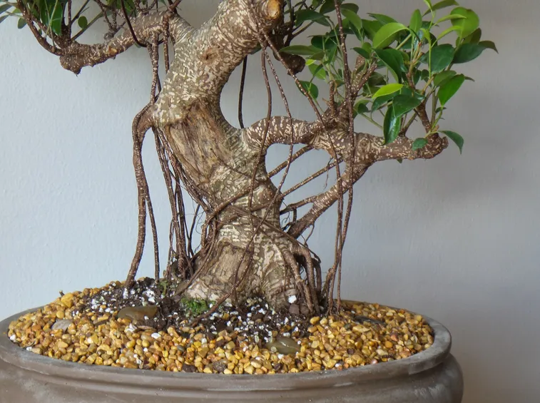 Tronco di ficus adulto