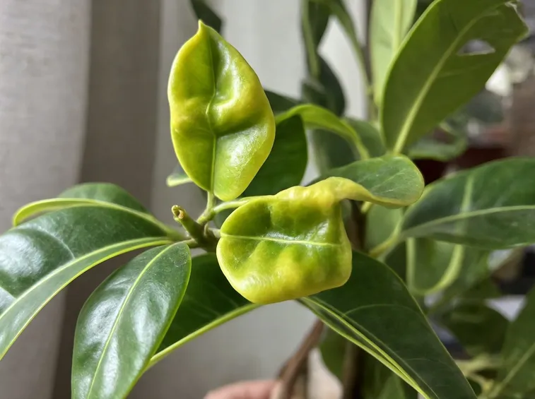 malattie ficus ginseng