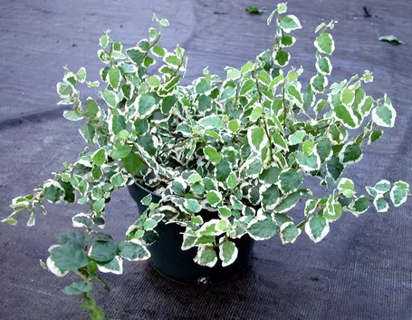 Ficus repens rampicante.
