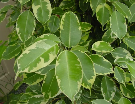 Ficus benjamin