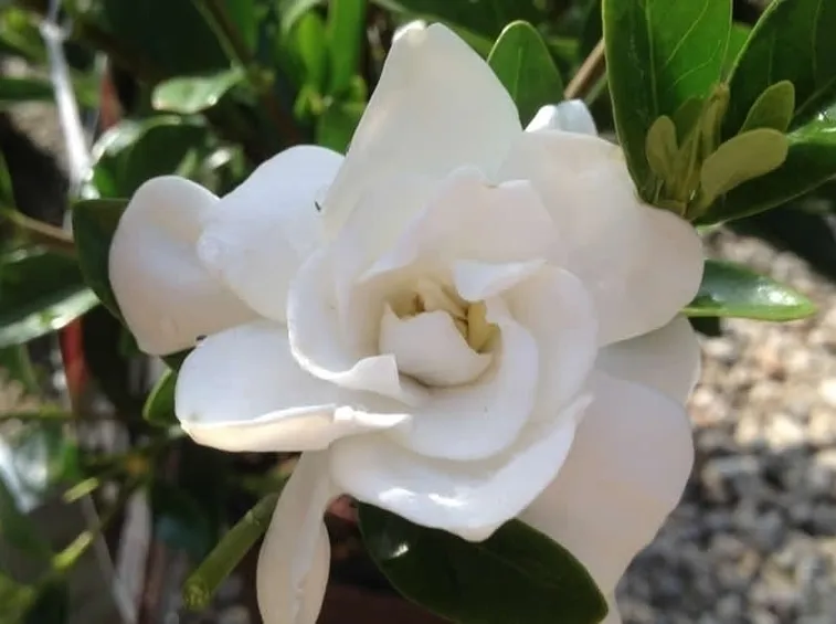 Gardenia jasminodes