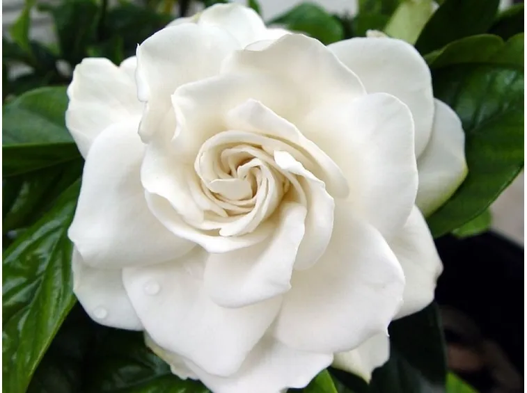 Concimare la gardenia