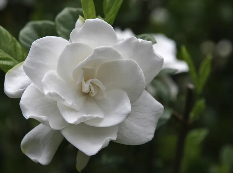 fiore gardenia