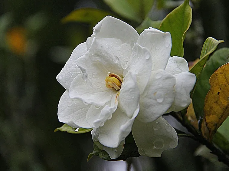 gardenia
