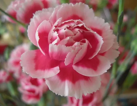 Pianta garofano rosa