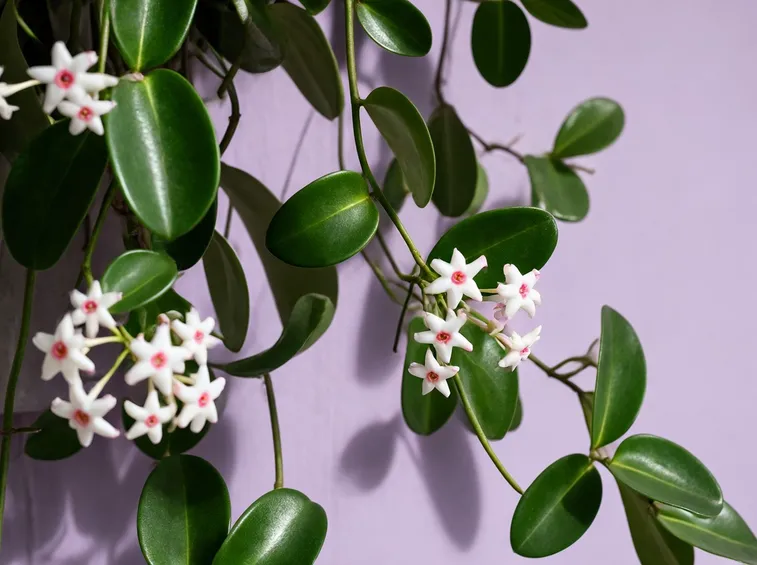 fiori hoya bella