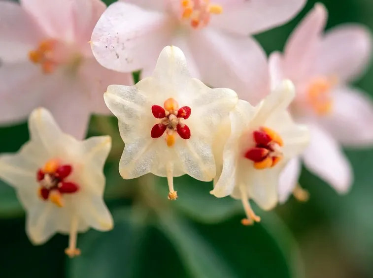 Fiori hoya carnosa