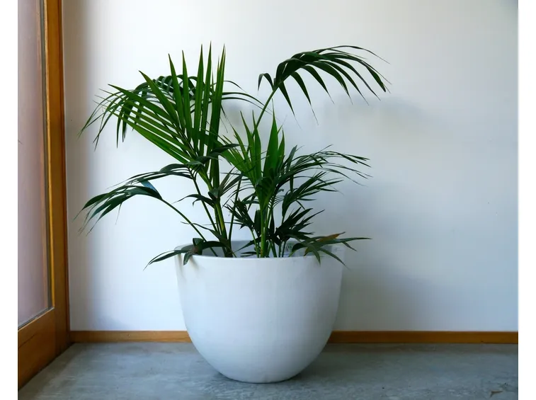 Pianta di Kentia.