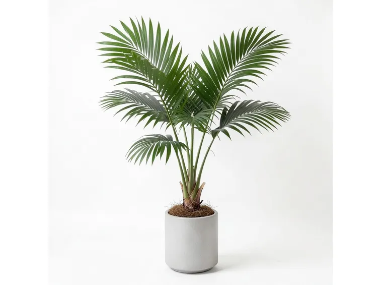 pianta di kenzia