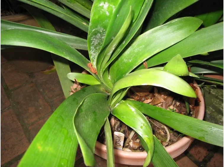 Clivia attaccata da parassiti