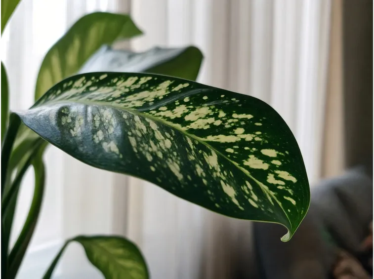 malattie dieffenbachia