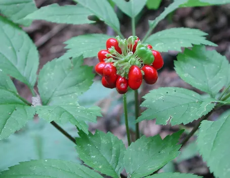 ginseng