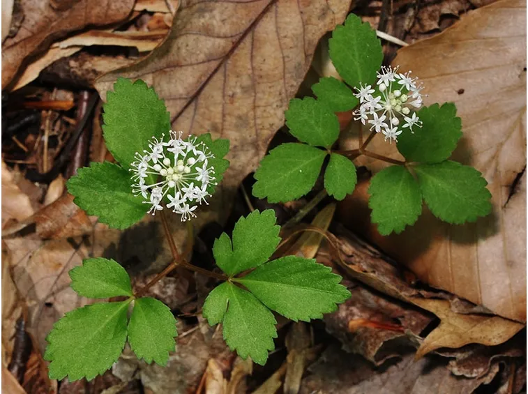 Panax trifolius