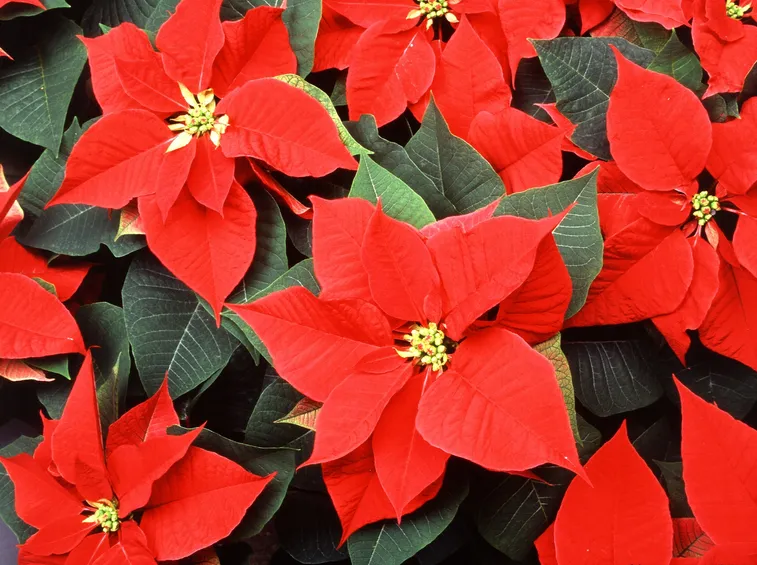 Brattee e fiori di stella di Natale