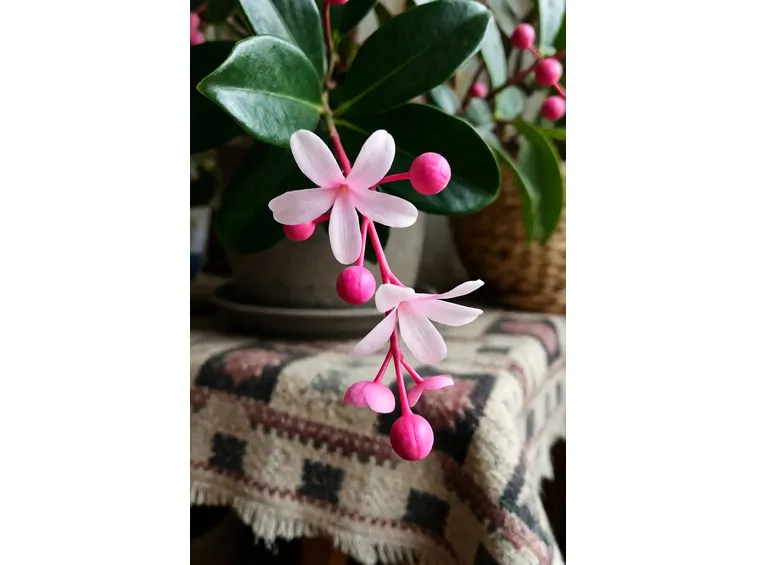 medinilla