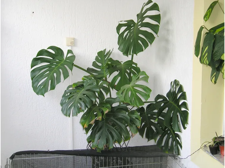 Monstera appartamento