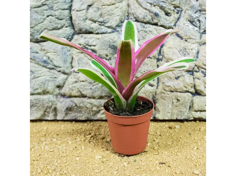 Neoregelia